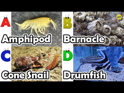 Amazing sea animals | ABC Sea Animals song | English and Animals for Kids #amphipod