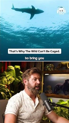 What Makes Orcas Turn Deadly Ft. Forrest Galante