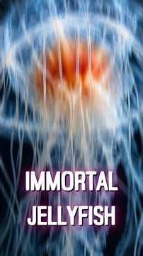 Scientists Found A Creature That Can Technically Avoid Death Forever 🪼 #ImmortalJellyfish #science