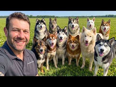 Meet My Pack of 10 Huskies!