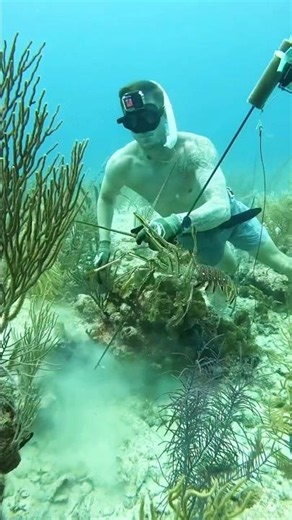 How To Get Lobster for Free! #lobster