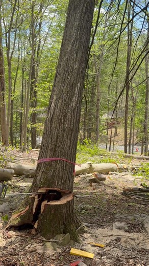 HUGE dangerous Maple broke WAY too early (Don’t try this at home)