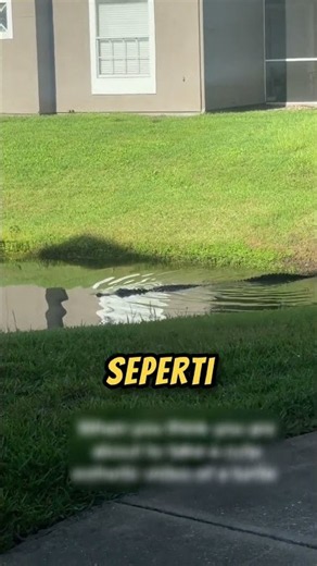 A CHALLENGING walk HOME‼️😱#turtle #animals #viralvideo