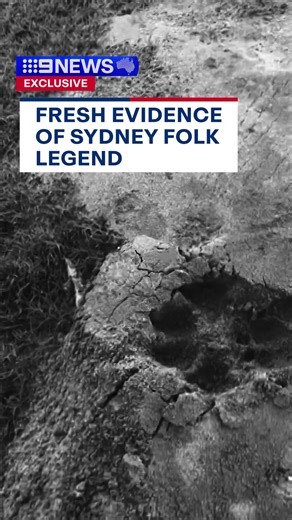 Unraveling the Mystery of the Blue Mountains Panther