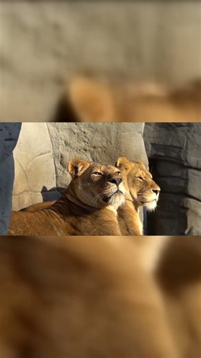 lion cubs playing with Daddy tail