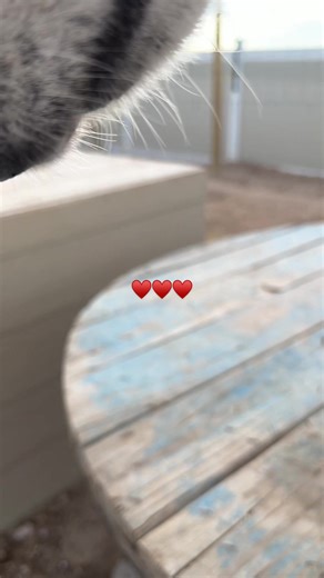 Understanding Dewclaws on Wolves: A Unique Feature