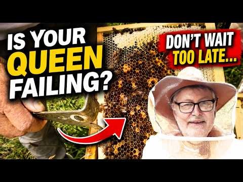 Beekeeping | My Bees Are Making The Wrong Decision...Maybe?