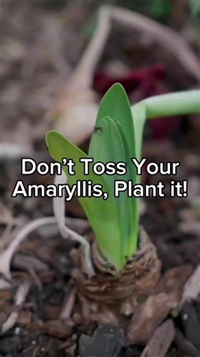 Reblooming Amaryllis Bulbs: Care Tips for Next Year