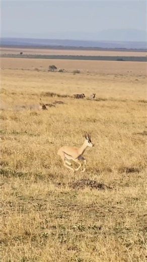 Live actions of hunting cheetah in masai mara grasslands is always amazing.