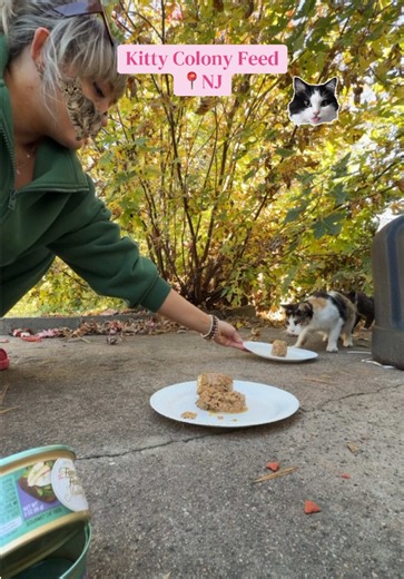Feeding the kitty colony🐱 If you’d like to donate cat food, the wishlist is in my bio🫶 #catcolonycaretaker #straycats