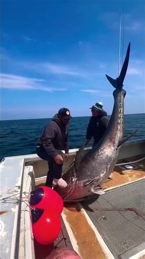 UNBELIEVABLE! Giant Fish Caught with Simple Bait