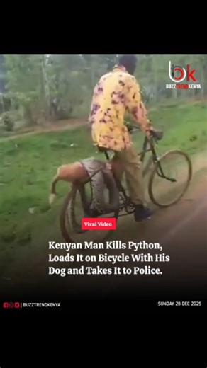 BuzzTrendKenya on Instagram: "Drama unfolded in a Kenyan village after an angry man killed a python that had mauled his dog, strapped both the snake and his pet onto a bicycle, and cycled straight to the police station demanding justice. Follow @buzztrendkenya"
