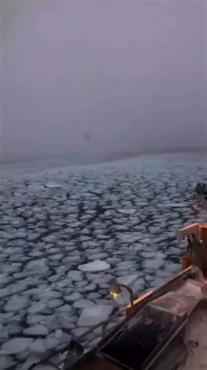 Sea Life and Ship Life Insights