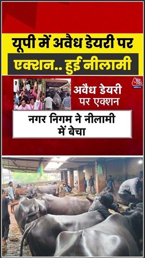 यूपी में अवैध डेयरी पर एक्शन.. हुई नीलामी | Up Buffalo auction | #Upnews #Shorts