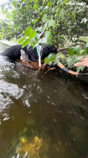 Rogue, pulled out a nice orange invasive iguana! She was very proud of herself for this one. | Python Cowboy Hunts
