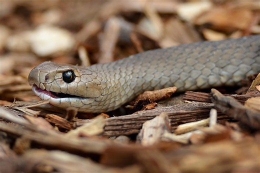 Australian cyclist bitten by snake entangled in bike chain