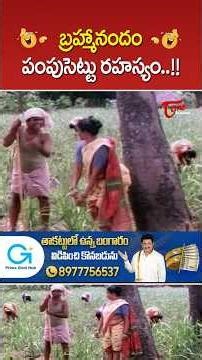 Brahmanandam Hilarious Comedy Scene from Abbaigaru #Brahmanandam #HilariousComedy #comedy #ytshorts