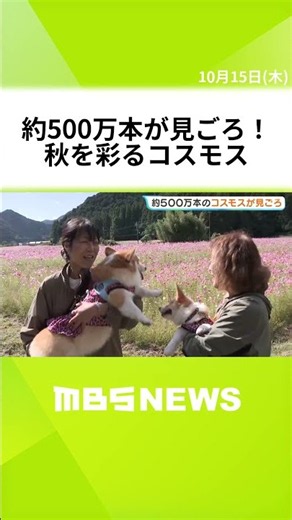 秋を彩る「コスモス」約500万本が見ごろ 30年前に種を植えた“休耕田”が観光名所に 兵庫・丹波市 #short
