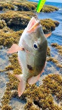UNLOCK SNAPPER FISH! | TAPLIK FISHING #fishingadventure #fishingphilippines
