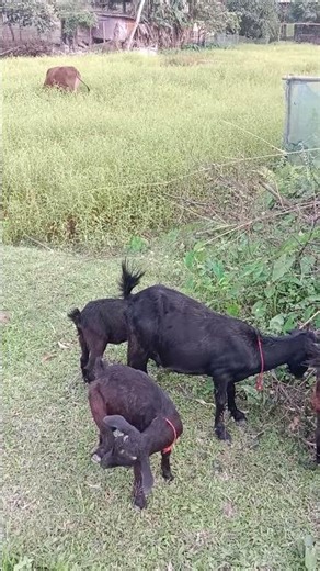 Assam hills goats farming #beautifullgoats #goat #farmanimalct #indiansong #animals #funny