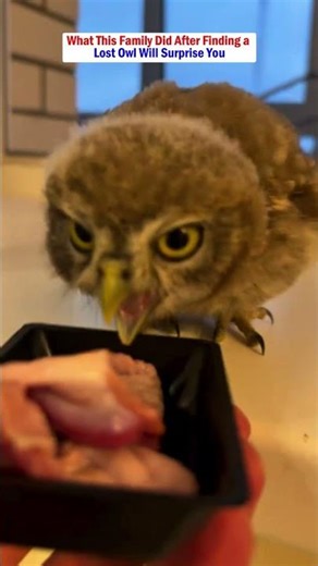 A Lost Baby Owl Was Hiding in a Hole… The Ending Will Melt Your Heart.