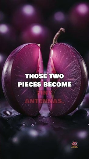 Why Grapes Explode in Microwaves 🍇⚡