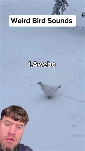#duet THESE BIRD SOUNDS ALWAYS CONFUSE THE HELL OUT OF ME - @PlanetFauna - IG - richardsalesofficial #viral #xyzbca #FYP