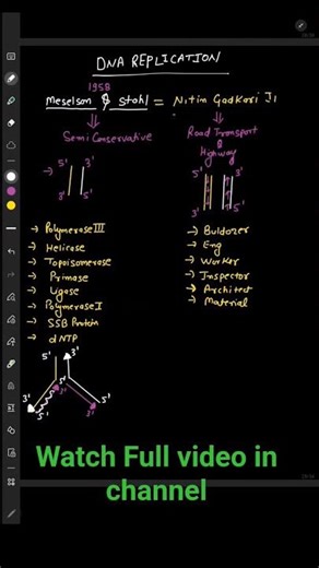 DNA Replication - Molecular Basis of Inheritance