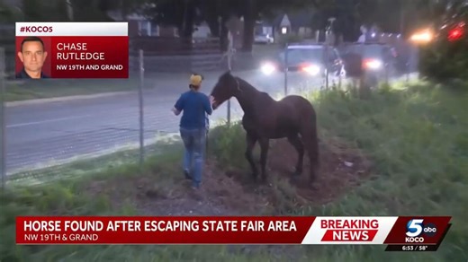 Watch: Horse escapes fairground, wanders near Okla. highway