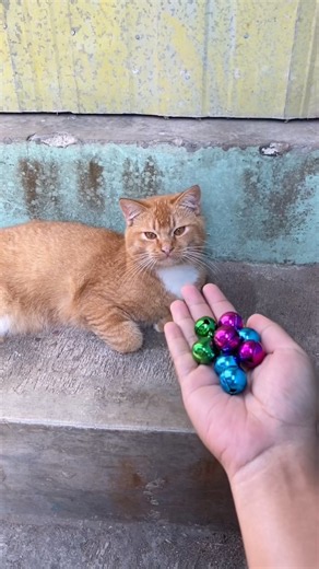 🐱 CatASMR Reverse Jingle Bells Fun 🧶#shorts #cat #beads #asmrshorts #satisfyingvideo