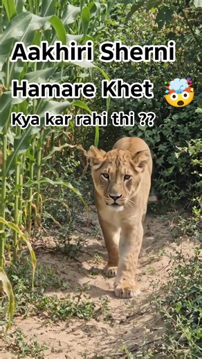 🦁 Aakhiri Sherni Hamare Khet Mein Kya Kar Rahi Thi? 😱 🤯#youtubeshorts #lion #animals #animalshorts