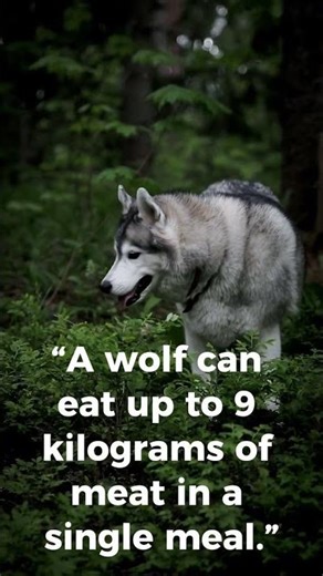 Wolves Can Eat Up to 9 kg in One Meal