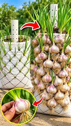 Grow garlic in a sack on the terrace pro gardening farming tips #garlic #newgarden