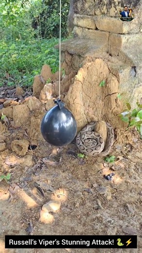 Russell’s Viper’s Stunning Attack! 🐍⚡#RussellsViper #SnakeAttack #WildlifeNature