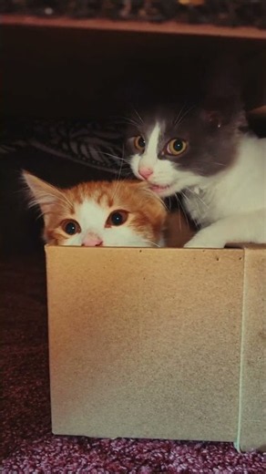 Catch Me If You Can! 🐱🐱🐾 | Chili & Olive’s Kitten Adventures