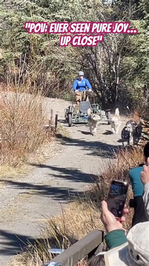 Up close with sled dogs at Denali National Park—pure joy on four paws 🐕❄️