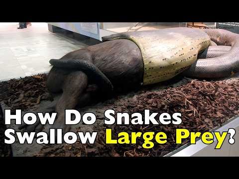 Snakes Eating Giant Meals… How Is This Possible? [ID1008]