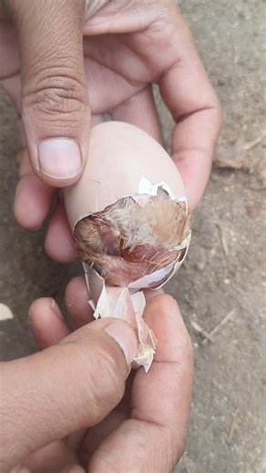 Abnormal chick hatching#eggincubator