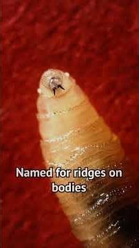 The Fly That Eats Humans Alive: 5 Terrifying Truths