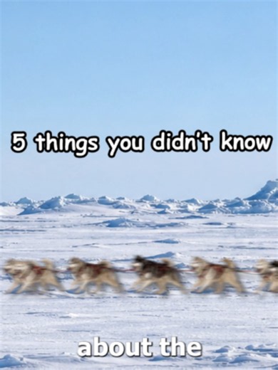 5 Things You Didn't Know About The Top Gear Polar Special