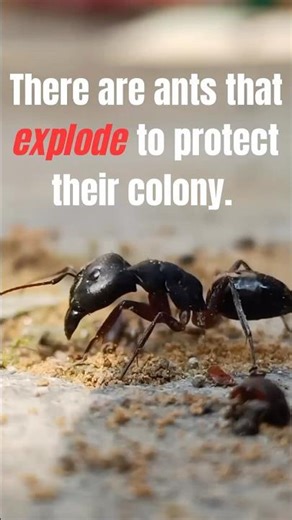 Exploding ants