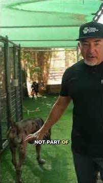 A Huge Cane Corso Learns Patience | Life at the Ranch