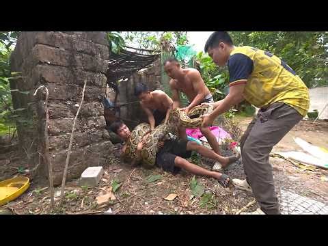 Giant Python Attack! Man Trapped by Huge Snake – Brave Friends Rush to Save Him