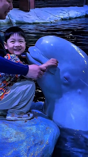 Beluga Whale: The Ocean’s Most Curious Animal. 🐋 #shorts