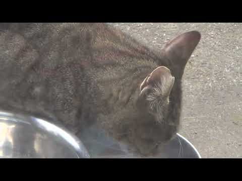 A fourth cat to appear somewhat looks like Mie-chan but not the Mie-chan. 20260102 133946.m2ts