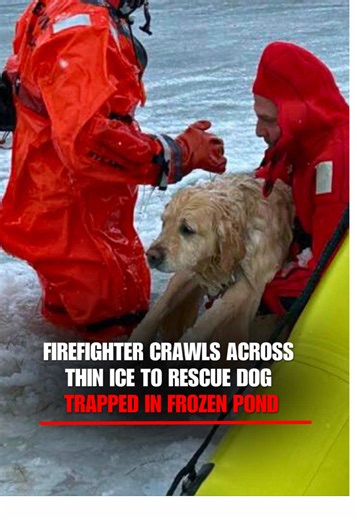 DRAMATIC RESCUE: Video shows a Rhode Island firefighter crawling across a frozen pond to rescue Phoenix, a golden retriever who fell through thin ice on New Year’s Day. Both the dog and his rescuers made it safely back to shore.