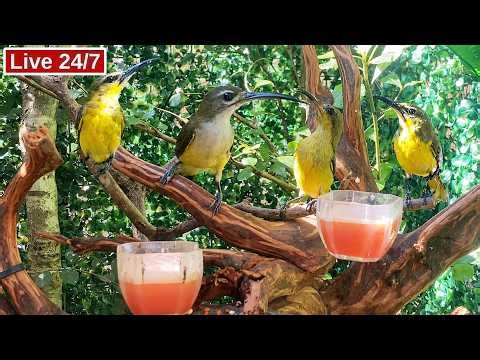 🔴 24/7 Live Cat TV 😺 INSANE BIRD FEEDING FRENZY! Wild Birds Feasting Nonstop in Your Backyard 🐦✨