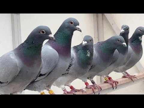 The Pigeon Mafia | Sunday on 60 Minutes