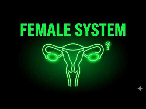 Female Reproductive System Explained\\Human Female Reproductive System