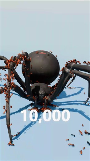 Ants hunting Cockroach vs Ants Hunting Black Widow